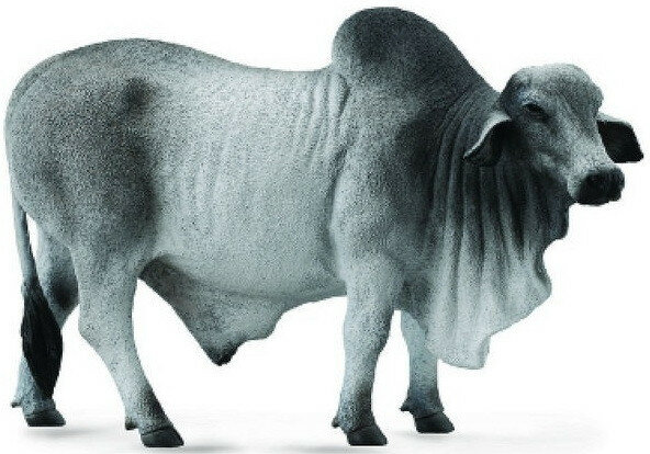 Collecta 88579 Brahman stier