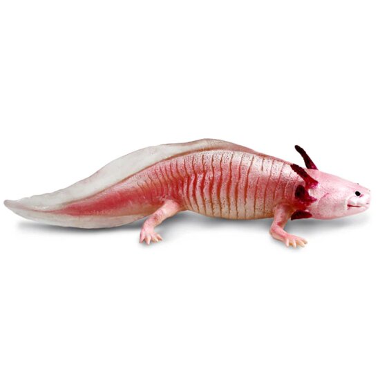 Safari 104650 Axolotl