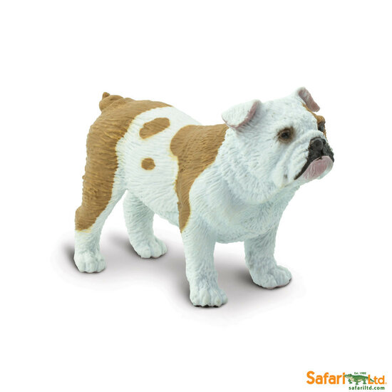 Safari 250729  Bulldog