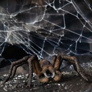 Schleich 13987 Aragog