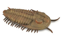 Collecta 88906 Redlichia Rex Trilobite