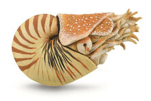 Collecta 88907 Nautilus Pompilius