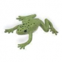 Safari Green Tree Frog