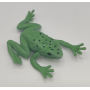 Safari Green Tree Frog