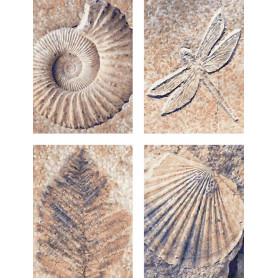 Fossilien Malen nach Zahlen - Schipper Quattro 18 x 24 cm