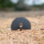 Safari 264629 Peacock