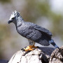 Safari 150929 Harpy Eagle