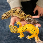 Safari 102504 Leopard Gecko