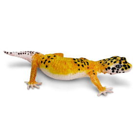 Safari 102504 Luipaard Gecko