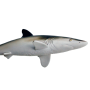 Safari 100208 Requin soyeux