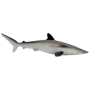 Safari 100208 Requin soyeux